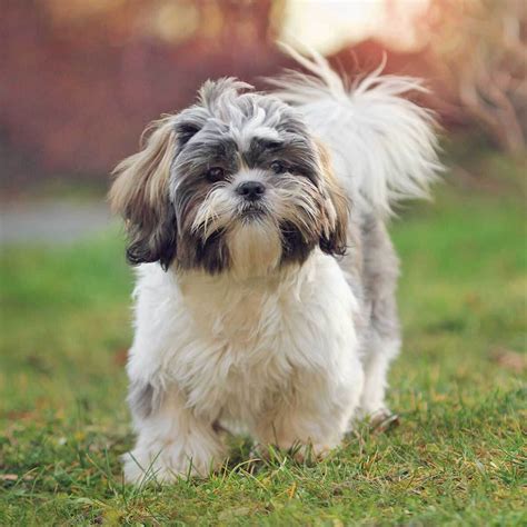 chien chitsu photo shih tzu images ltax