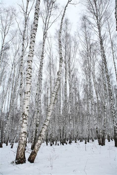 Bois De Bouleau En Hiver Russie Image stock Image du forêt russie