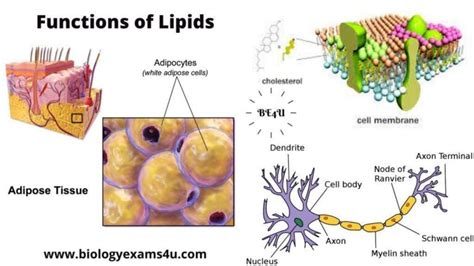 Cuáles Son Las Funciones De Los Lípidos En El Cuerpo Humano