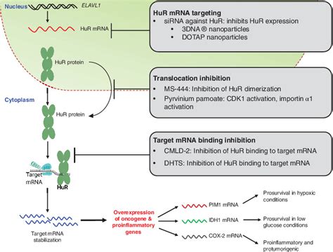 Understanding And Targeting The Diseaserelated RNA Binding Protein