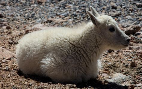 Baby Mountain Goat | Mt. Evans | Tom Kennon Photography