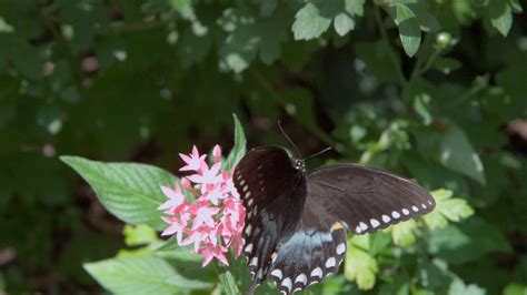 Butterfly Taking Off From Flower Slow Motion Stock Video Footage