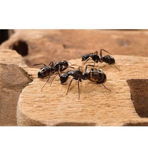 Ant Pest Control Service At Rs 1000sq Ft In Sas Nagar Id 17440914612