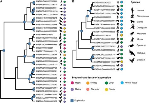 Lineage Specific Expansion And Expression Changes In Amniotes