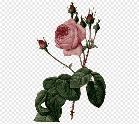 Les roses Pierre Joseph Redouté 1759 1840 Cabbage rose Les liliacées