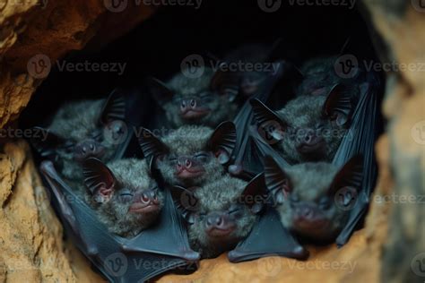 Colony of Bats Sleeping Together in Cave 61901499 Stock Photo at Vecteezy
