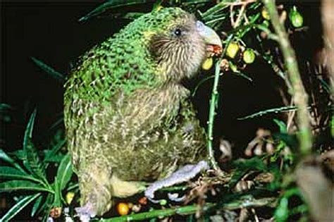 New Zealand Kakapo Bird Photograph - NZ Kakapo Picture