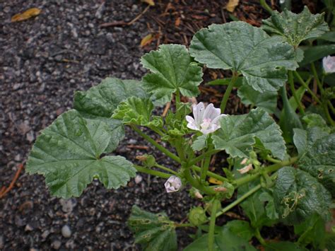 Common Mallow - theHERBAL CachetheHERBAL Cache - Nature's Pharmacy