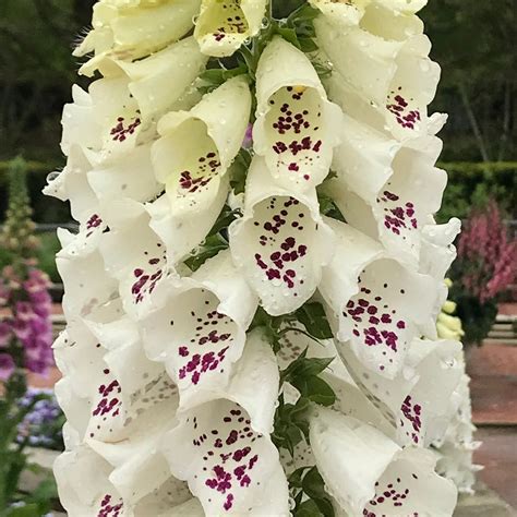 Digitalis 'Dalmatian Cream' (Foxglove) 1.5/3L - One Click Plants