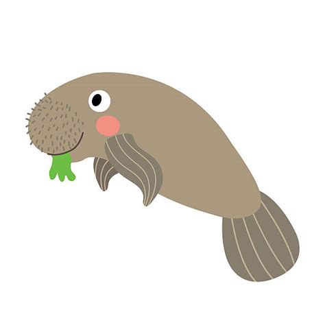 Cute Manatee Clip Art Illustrations, Royalty-Free Vector Graphics ...