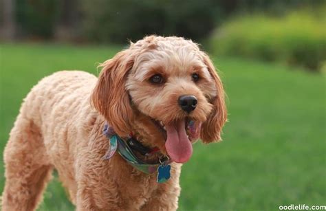 How Big Do Cavapoos Get Cavapoo Size Guide Oodle Life