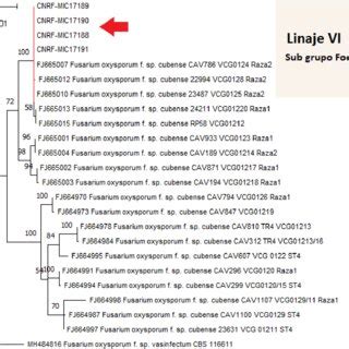 Phylogenetic Analysis Of Four Isolates Of Fusarium Oxysporum F Sp