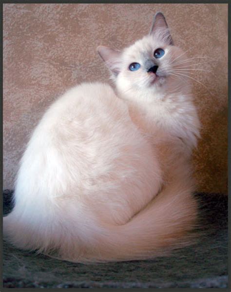 Colors And Varietes Of Ragdoll Breed Ragdolls Cattery Faelis