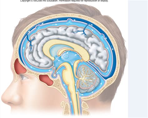 CSF Circulation Diagram Quizlet