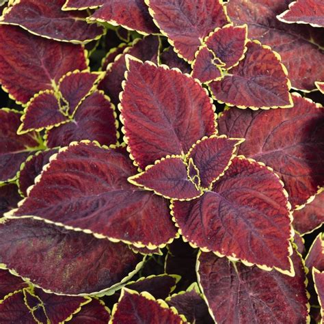 Solenostemon Scutellarioides Main Street Broad Street Coleus