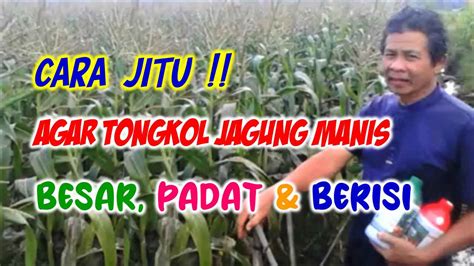 Cara Agar Jagung Manis Bertongkol Besar Padat Dan Terisi Penuh Di