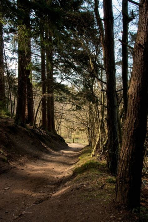 "Dalby Forest 1" by Paul Lakin at PicturesofEngland.com