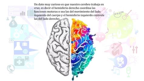 Los Hemisferios Cerebrales PPT Descarga Gratuita