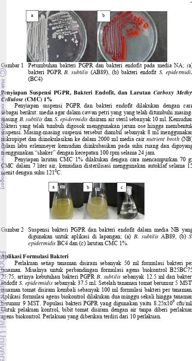 Keefektifan Berbagai Formulasi Plant Growth Promoting Rhizobacteria