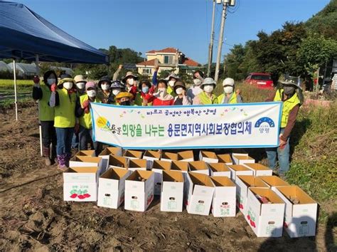 양평군 용문면지역사회보장협의체‘사랑나눔농장 고구마 수확구슬땀 흘려