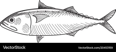 Drawing Mackerel Fish Royalty Free Vector Image