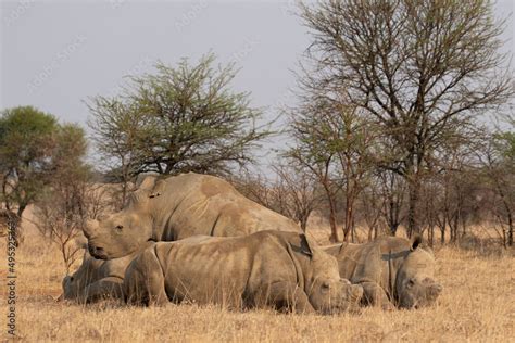 Dehorned White Rhino South Africa Stock Photo Adobe Stock