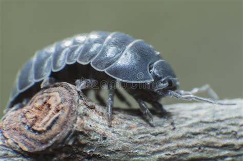 Pill Bug Armadillidium Vulgare Crawl On Branch Grey Background Side