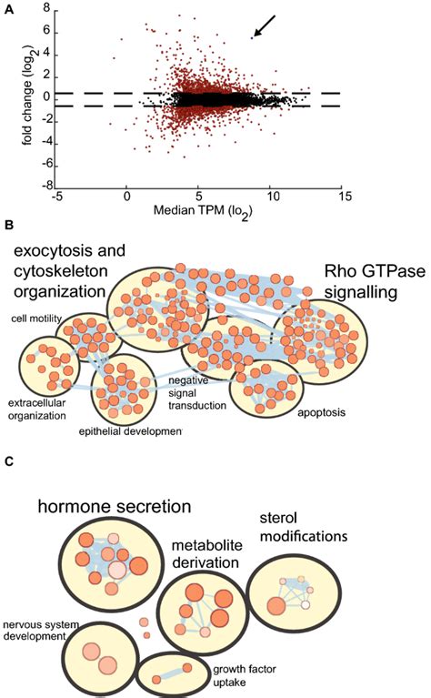 A Mir Yap Axis Regulates Neuroendocrine Differentiation And