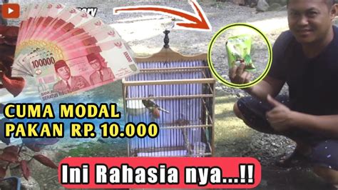 Cara Mengkondisikan Kenari Betina Agar Cepat Birahi DAN PRODUKSI Pada