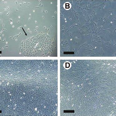 Adherent Cells In Primary Cultures Of Uc Ad The Morphology And