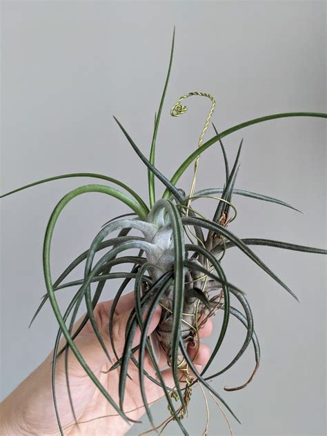 Tillandsia Rechoncho X Ionantha Var Vanhyningii Cyc Airplant