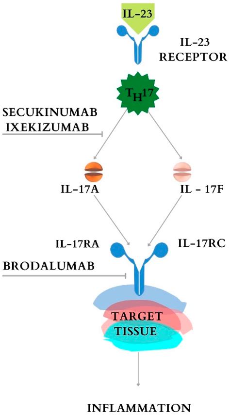 Cimb Free Full Text The Treatment With Interleukin 17 Inhibitors