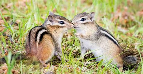 Chipmunk Behavior - AnimalBehaviorCorner