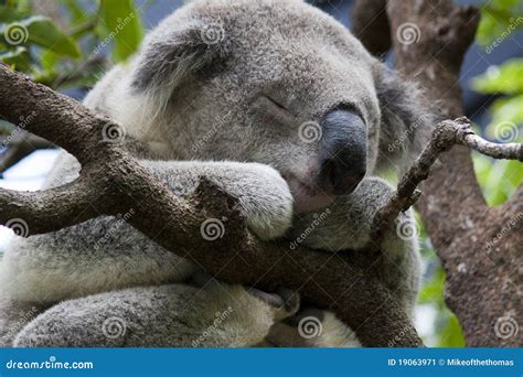 Sleeping Koala stock image. Image of cling, wales, wildlife - 19063971