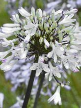 Agapanthe Black Pantha Agapanthus Le Jardin Du Pic Vert