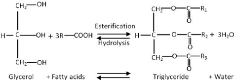 Chemical Reaction Between Glycerol And Fatty Acids When Forming