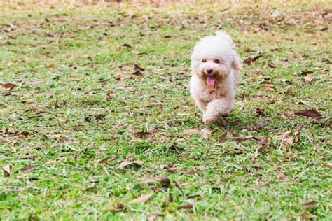 Training and Socialization - Poodle Center