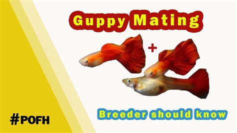 3 Basic Guppy Breeding Understanding Guppy Mating P1 Youtube