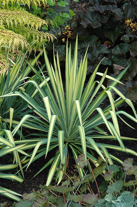 Golden Sword Adam S Needle Yucca Filamentosa Golden Sword In Denver