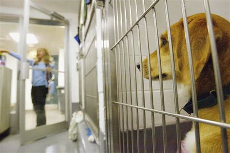 Amarillo Animal Shelter Waiving Reclaiming Fees