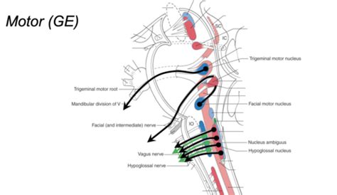 FOM II Week 4 Physiology Swallowing Dysphagia Flashcards Quizlet