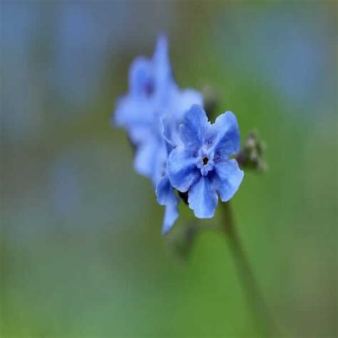 Chinese Forget Me Nots Seeds Cynoglossum Amabile Blue