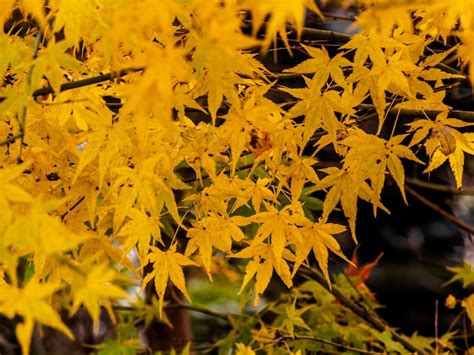 Premium Photo | Colorful of leaves in the autumn, nikko, japan