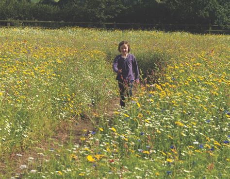 How to grow an annual wildflower meadow in 4 simple steps