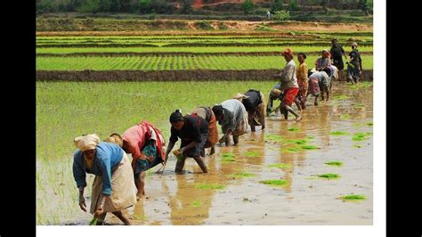 Rice Cultivation In Madagascar How To Cultivation Rice Field Videos