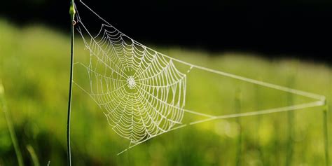 The Amazing Spider Silk | Biomechanics in the Wild