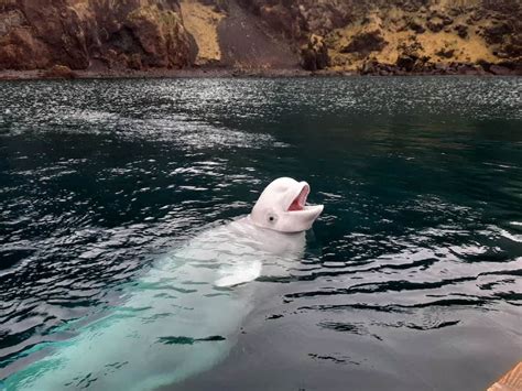 Beluga Whale Sanctuary Sea Life Trust S Conservation Project Blooloop