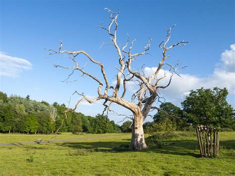 How To Save A Dying Oak Tree 7 Tips To Revive Your Tree Pepper S