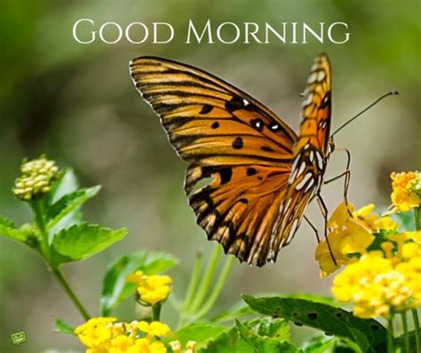 Good Morning Butterfly Good Morning Wishes And Images