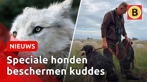 Deze Honden Beschermen Schapen Tegen De Wolf Omroep Brabant Youtube